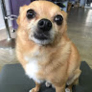 Meet your Posher, Violette